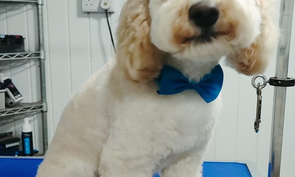 Wagz Dog Grooming