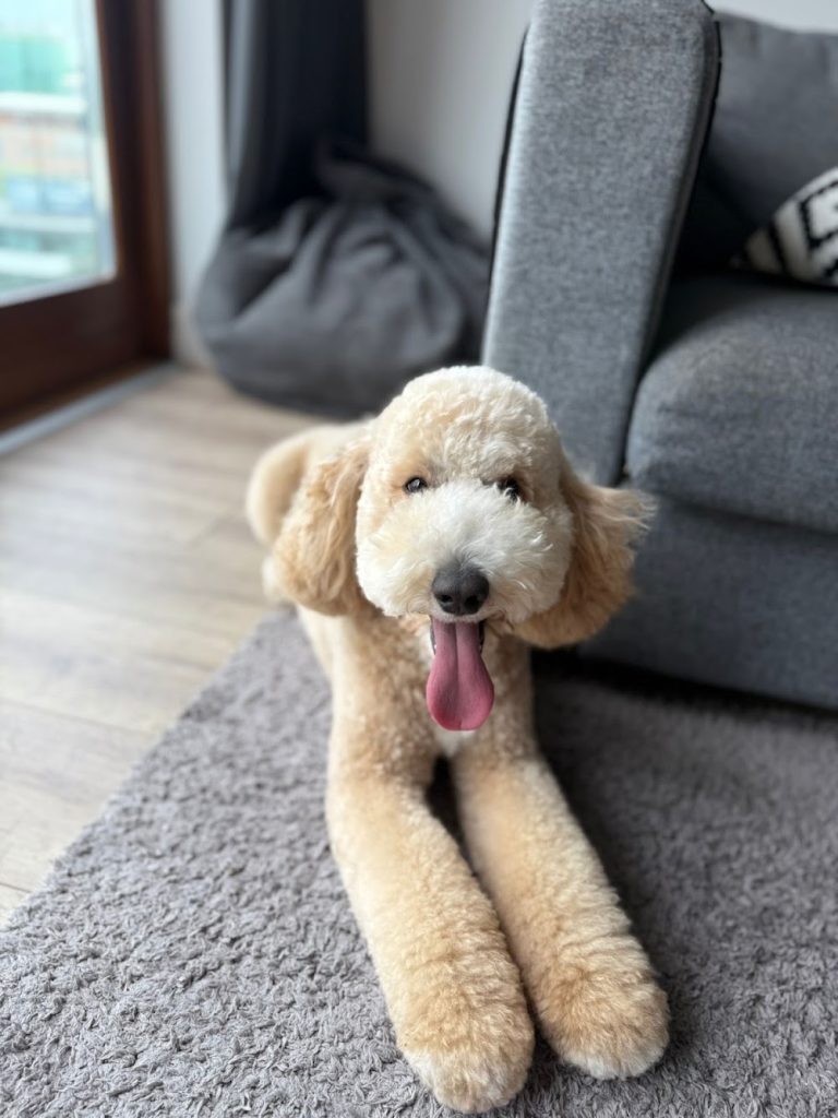 Cuts by Clio | Dog Groomers