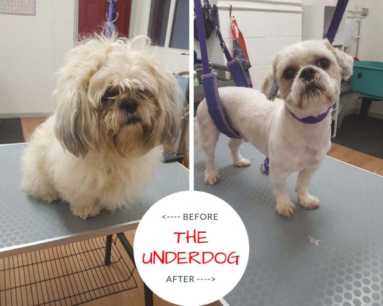 The Underdog – Professional Dog Groomers