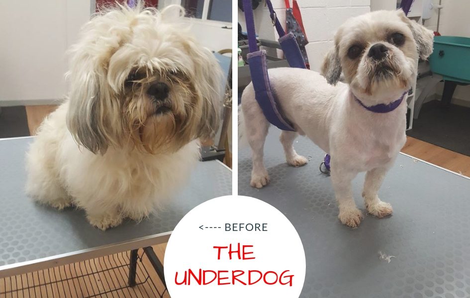 The Underdog – Professional Dog Groomers