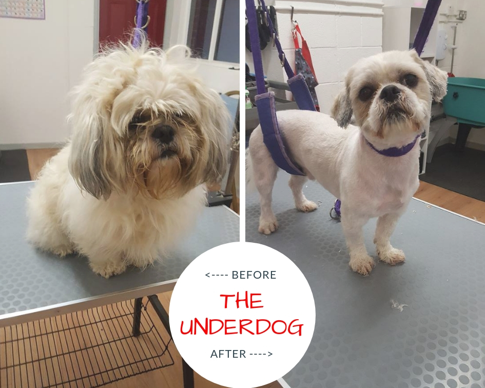 The Underdog – Professional Dog Groomers